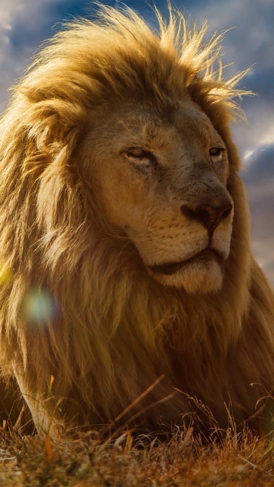 Animal Wallpapers HD