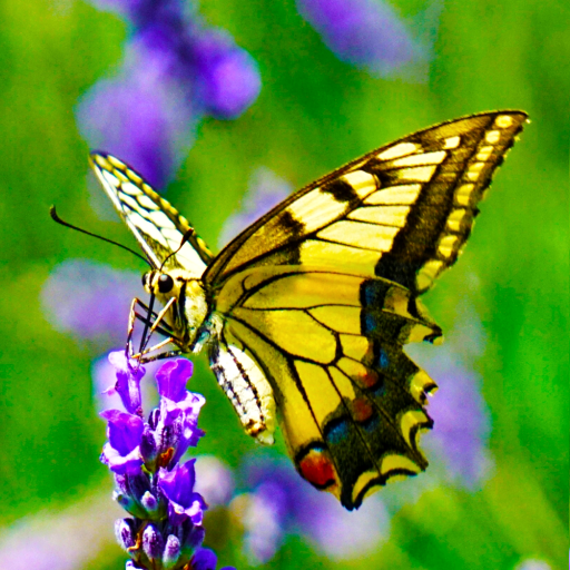 Butterfly Wallpapers