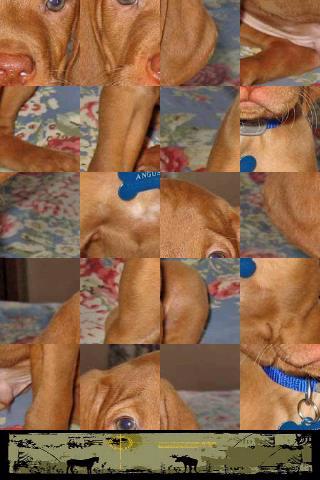 Dog Puzzle: Vizsla