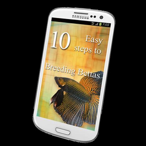 10 Easy Steps to Breed Bettas