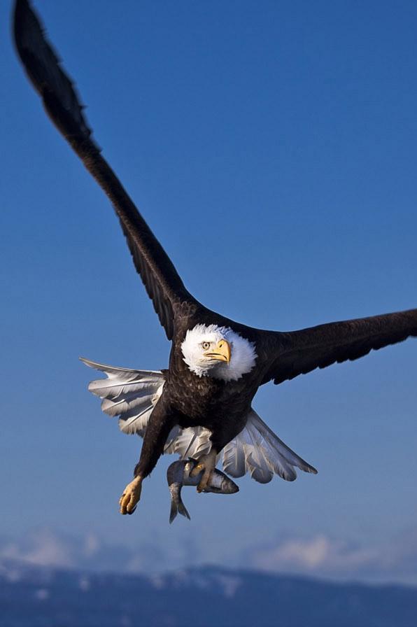 Eagle HD Wallpaper